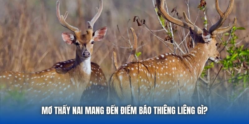 Mơ thấy nai mang đến điềm báo thiêng liêng gì?