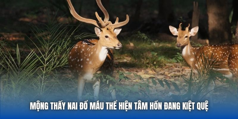 Mộng thấy nai đổ máu thể hiện tâm hồn đang kiệt quệ