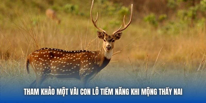 Tham khảo một vài con lô tiềm năng khi mộng thấy nai